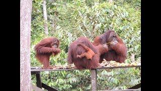 Orangutans at Camp Leakey in Borneo, part 3