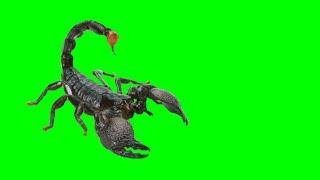 3D scorpion green screen video | Scorpion green screen video |3d green screen video |animation video