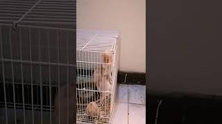 hamster try to skip #shorts #hamster #hamstermaze