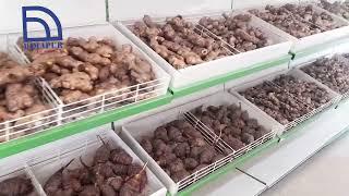 Organic AC Market Dimapur Nagaland | kuku chishi #Nagaland