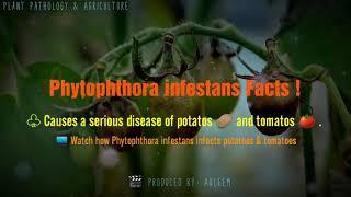 Late blight disease facts| Phytophthora infestans | Potatos | Tomato | Diseases