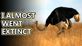 Ostrich facts: the largest living bird | Animal Fact Files