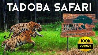 Tadoba Andhari Monsoon Safari with Trees N Tigers - 4K Video Hindi | हिन्दी