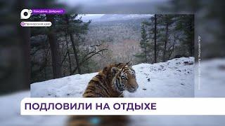 Расслабленность и наслаждение жизнью показал амурский тигр в национальном парке «Бикин» в Приморье