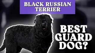 Black Russian Terrier - Best Guard Dog? | Characteristics
