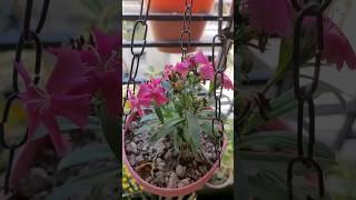 How to deadhead dianthus flowers effectively? #gardeningvideos #greengardening