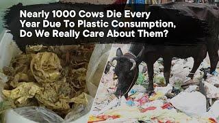 Nearly 1000 Cows Die Every Year Due To Plastic Consumption, Do We Really Care About Them?