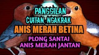 SUARA ANIS MERAH BETINA MEMANGGIL JANTAN, PLONG SANTAI BURUNG ANIS MERAH