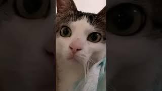 OMG So Cute ️ Funny Cats  and Dogs 2021 #59 #shorts  #catvideos  #cutecats