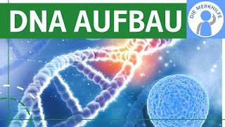 Zusammensetzung der DNA / DNA Aufbau - Bestandteile & Struktur der DNA - Nucleotide, Bausteine