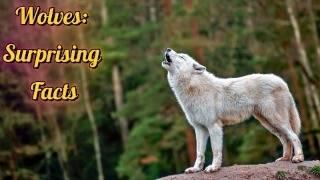 Wolves Facts: Surprising Facts About Species, Size & Habitat!