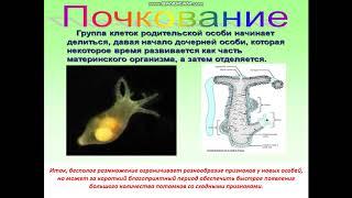 биология 7класс Размножение животных Московченко Trim