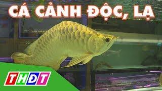 Điểm danh những loại cá cảnh độc, lạ nhất hiện nay | THDT