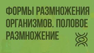 Формы размножения организмов. Половое размножение. Видеоурок по биологии 10 класс