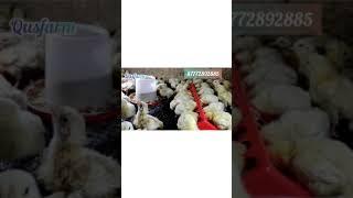 Бройлер Арбор Айкрес цыплята балапан Arbor Acres chicken