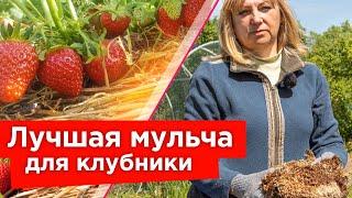 БУДЕТЕ СОБИРАТЬ КЛУБНИКУ ВЕДРАМИ ВСЕ ЛЕТО и МИНИМУМ ПОЛИВА! Вот простой прием!