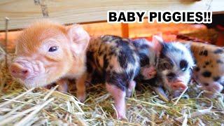 First 72 hrs with Kune Piglets (Newborn Pastured Pigs)