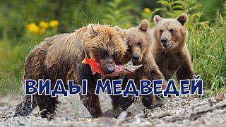 ВИДЫ МЕДВЕДЕЙ