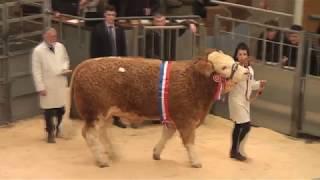 Simmental at Stirling Bull Sales 18th February 2019