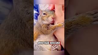 This helpless squirrel was rescued by a kind woman, and then this happened #rescue #squirrel