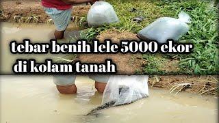 Tebar benih ikan lele 5000 ekor di kolam tanah