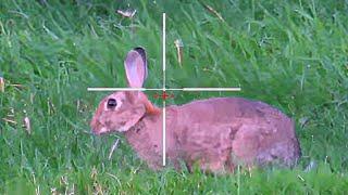 High Power RABBIT HUNTING - FX Impact