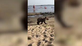 Медвежонок гуляет по пляжу среди детей. Real video
