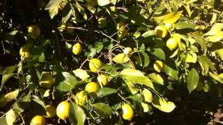 Graphted Lemon and Grapefruit tree