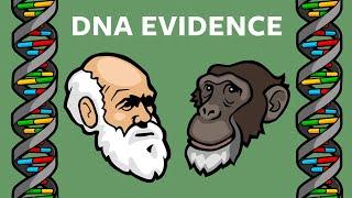 DNA Evidence That Humans & Chimps Share A Common Ancestor: Endogenous Retroviruses