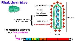 Rabies (Genus Lyssavirus)