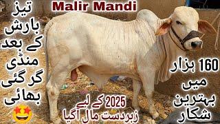 Malir Mandi Karachi Cattle Latest Rates Update 9 July 2024 | Malir Mandi Update | Cow Mandi 2025