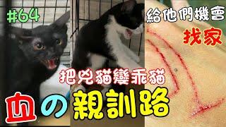 『血的親訓路』兇貓難送養！就算受傷也要幫你找到好人家 Cat Story#64