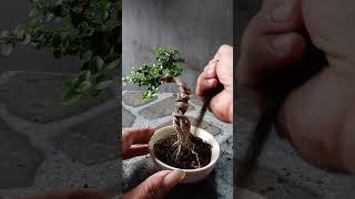 Repoting bonsai Sancang Mame split trunk