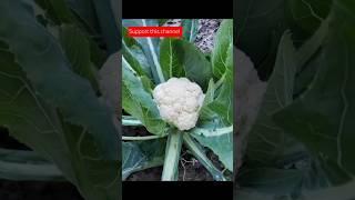 cauliflower plant growing at home#shorts#cauliflower#ytshorts#yt#gardening