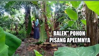 BALEK" POHON PISANG APEEMNYA MUNCRAAAAT