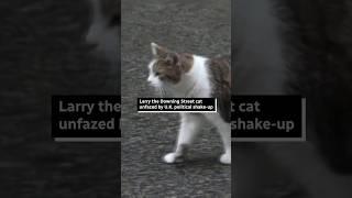 Larry the cat unfazed by U.K. political shake-up