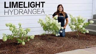 Limelight Hydrangea // Garden Answer