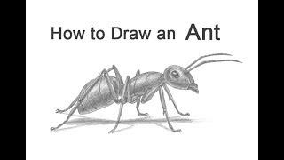 How to Draw an Ant