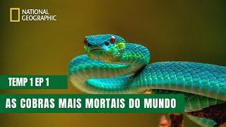 As Cobras Mais Perigosas do Mundo | Cobras do Indo-Pacífico | Temporada 1 Episódio 1