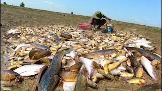 Amazing ! In Dry Season When Hot A Lot of Fish die & alive When dry water   A man found & Pick Today