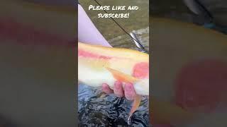 Beautiful Pennsylvania Golden Rainbow Trout Release! #shorts #flyfishing #trout #video #viral #fish