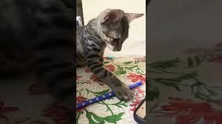 Funny cat must watch #puru #cat #shorts #viral #tiktok #cutecat #funnycats