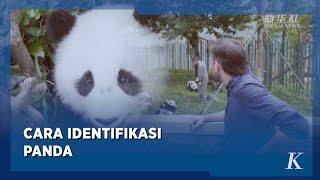 Cara Membedakan Satu Panda dengan Panda Lainnya