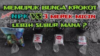 MEMUPUK BUNGA KROKOT DENGAN NPK BIRU & MICIN (SASA, MIWON, AJINOMOTO) || LEBIH SUBUR MANA?