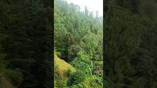 Valley of sarog Theog Shimla Himachal Pradesh #shimlatrip #shorts #viralshorts #viralvideos