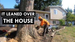 Cutting Down a Huge Oak Tree | IT BARELY FIT!