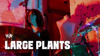 Large Plants live at The state51 Factory (full performance)