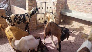 360 per kg Wale Qurbani ke bakre Sameer Goat Farm pe