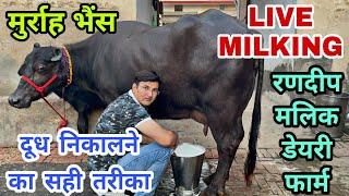 Live Milking - Best Way To Extract Buffalo Milk by Famous Buffaloes Merchant Randeep Malik