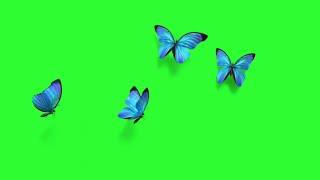 Butterfly Flying Effects Green Screen video HD | Chroma Key Effect